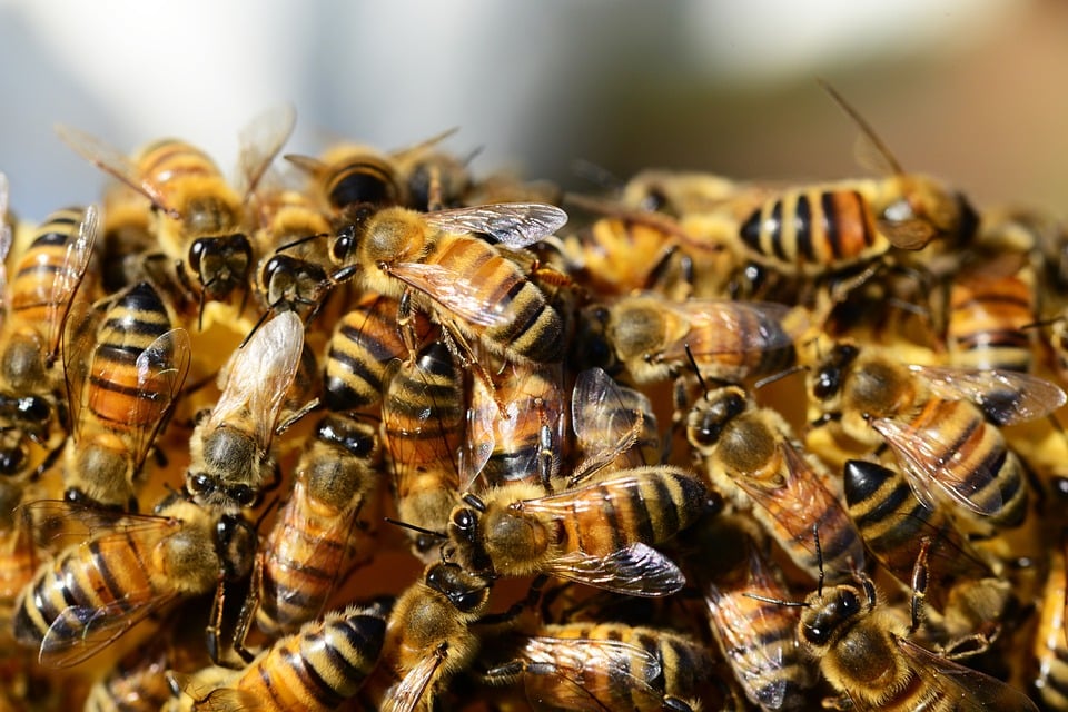 Learn To Identify The 14 Species Of Iowa Bumble Bees In New Atlas