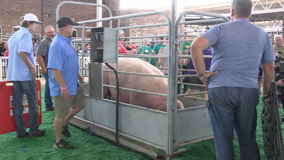 A new record setting Big Boar at the 2024 Iowa State Fair KIWA Radio