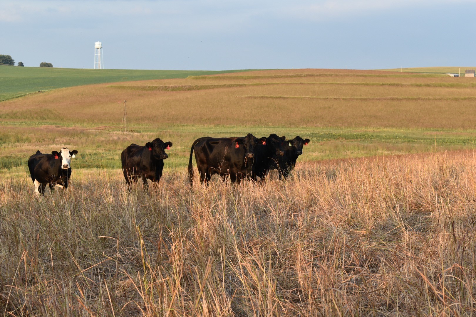 USDA opens emergency CRP haying & grazing in 46 Iowa counties KIWA Radio