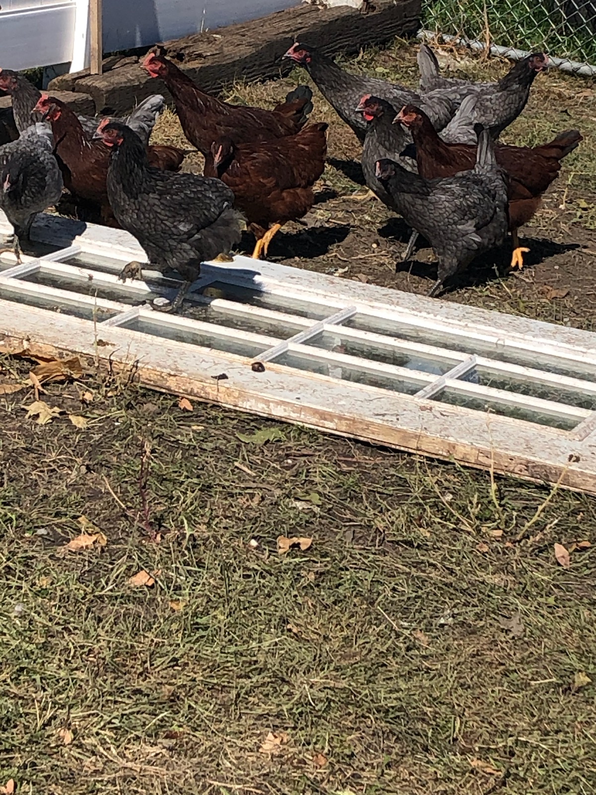 Pullet Chickens KIWA Radio