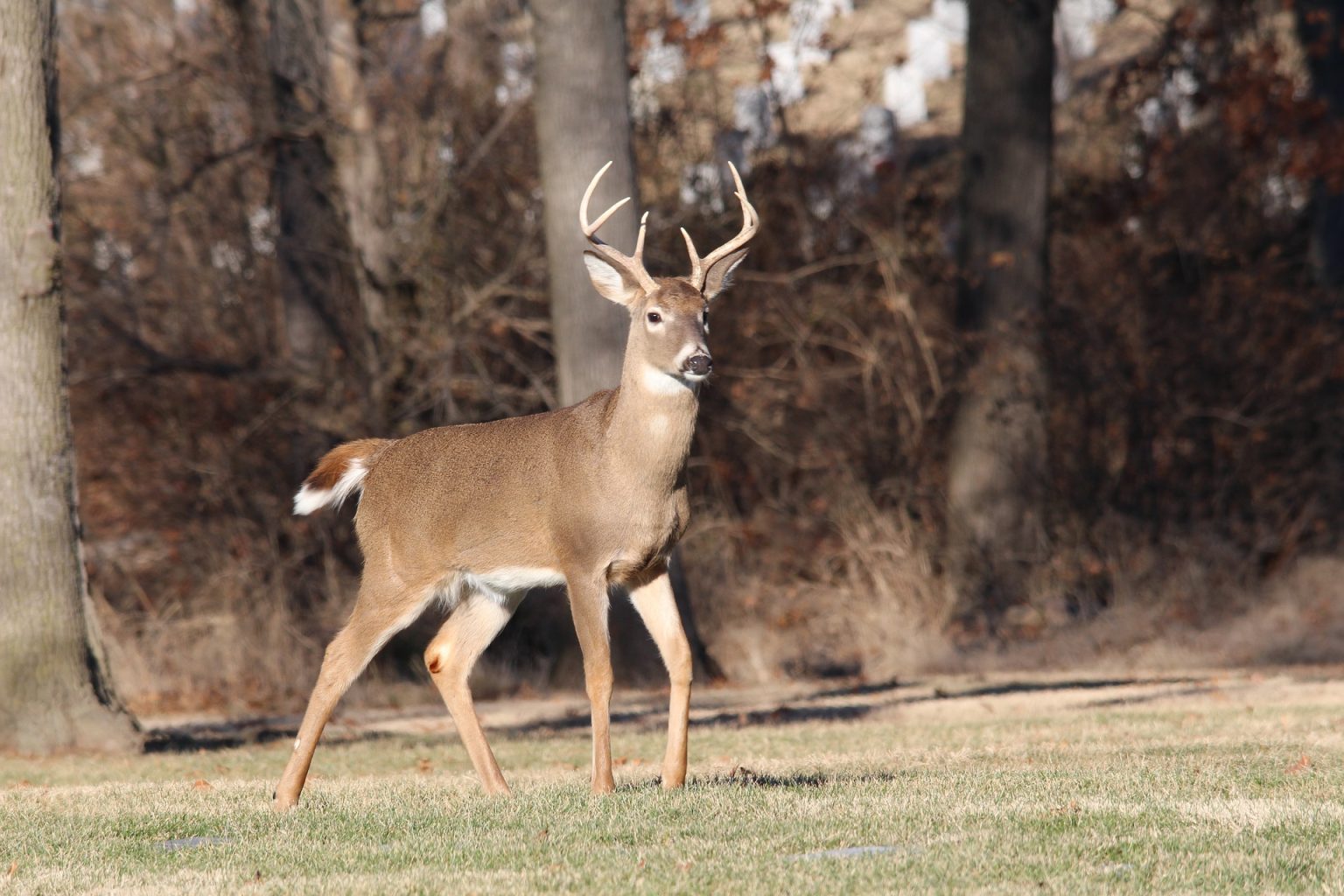 Harvest And The Rut Mean Deer Are On The Move; Don't Veer For