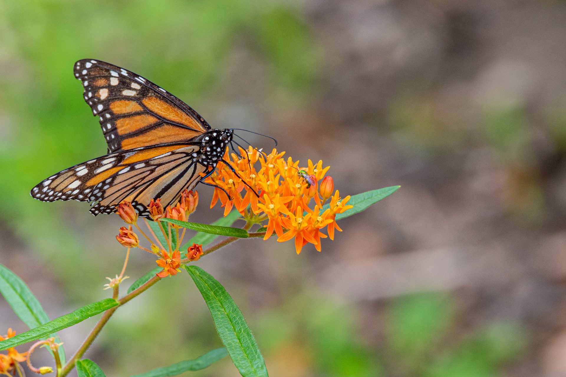 North American Monarch Butterfly Enters Endangered Status – KIWARadio.com